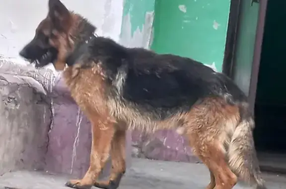 Найдена собака на Беговой улице, 6