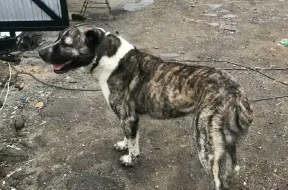 Собака Алабай найдена на Лучистой, 33