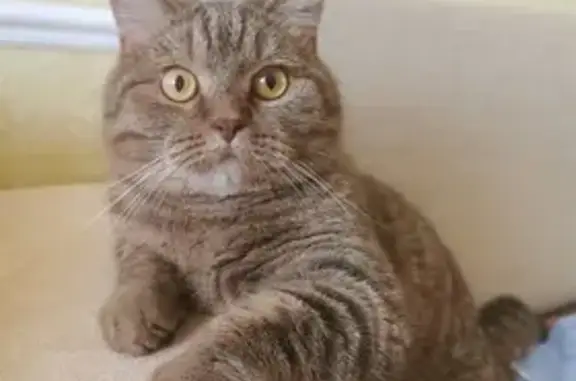 Кошки потеряшки, Набережные Челны, фото: Потеряшка кошка Симбо в Набережных Челнах (9/38)