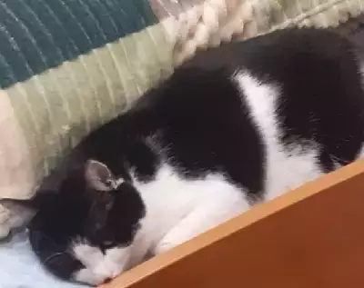 Объявления о пропавших и найденных животных, Киров, фото: Пропала кошка на улице Калинина, 7 - вознаграждение 10.000р. 🔥