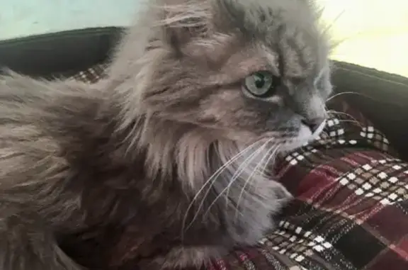 Пропала кошка Кэти, Метис, 15 лет, Московская область