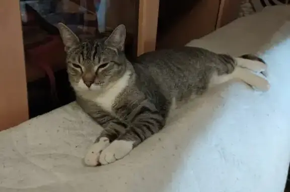 Кошки потеряшки, Санкт-Петербург, фото: Потеряшка кот Тотэм на улице Лёни Голикова, 21 в Санкт-Петербурге