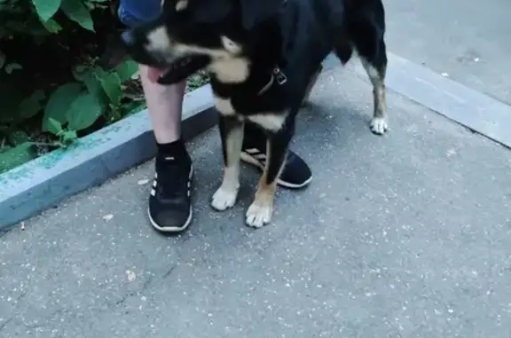 Найдена собака на ул. Парковая, Подольск, ищем хозяев