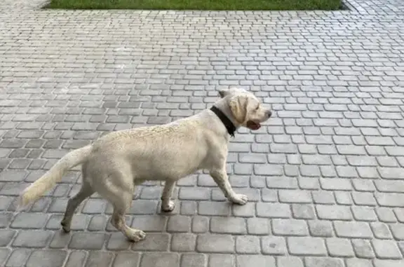 Собака бегает во дворе на пр. 40-летия Победы, 65 к13, Ростов-на-Дону