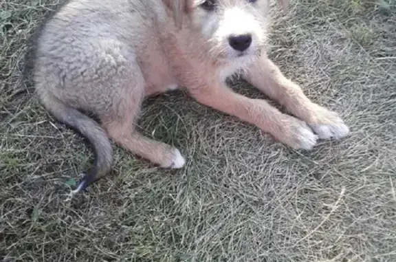 Собака Мальчик найдена на Магистральной улице в Рязани.