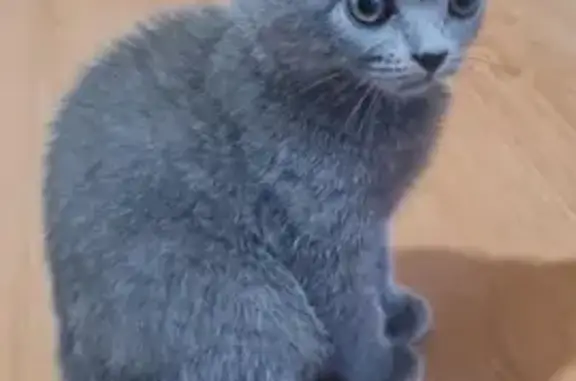 Найдена кошка Котёнок на ул. Ф. Лыткина, 26 в Томске