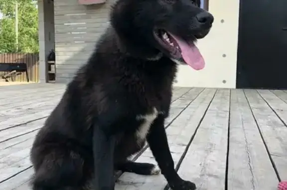 Собака найдена в Козино, Московская область