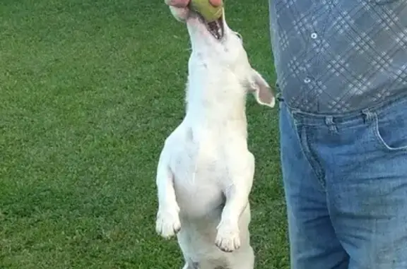 Пропала белая собака породы Джек Рассел в СНТ Городня, Коллонтай, Калужская область