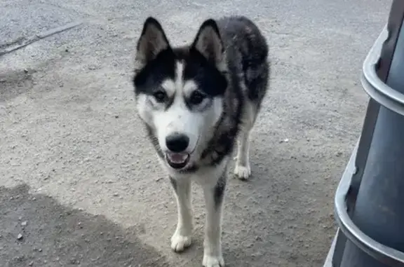 Найдена собака возле автосалона Тойота-Лексус, Волгоград.