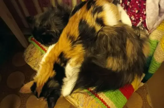 Потерянные животные Москва, фото: Пропала кошка на Палехской, 17!