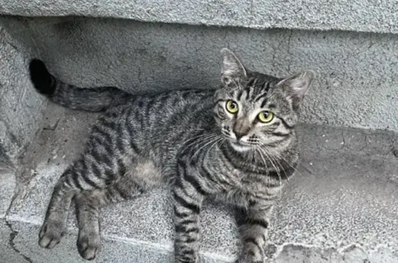 Потерянная кошка на улице Савушкина, 6А, Астрахань