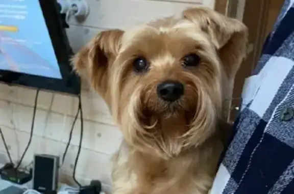 Найдена собака, Московская область, фото: Найден Йорк, ищем хозяина