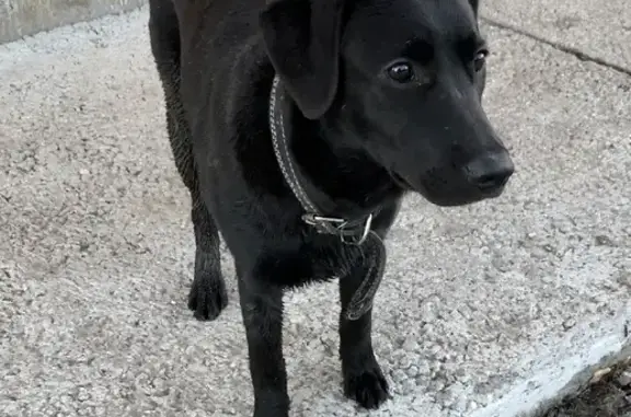 Найдена собака на Молодёжной улице, ищем хозяина