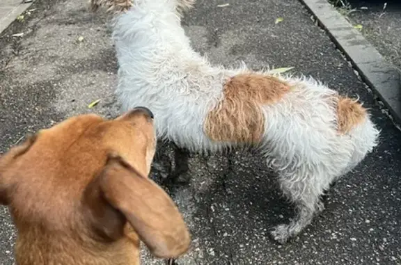 Найдена собака с рыжими ушками возле магнит косметик, Краснодар.