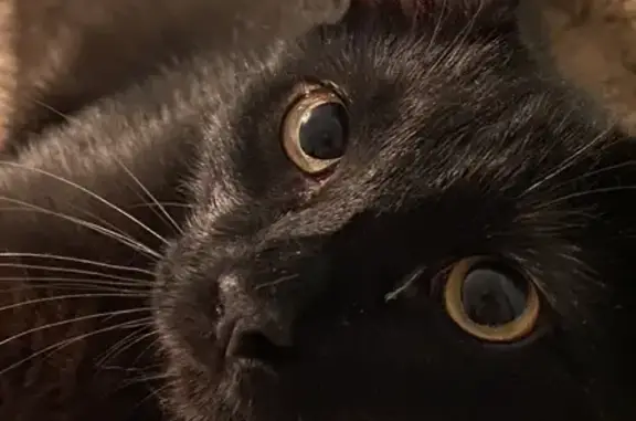 Объявления о пропавших и найденных животных, Москва, фото: Пропал крупный черный кот с медовыми глазами на Севанской улице, 19 к1, Москва.