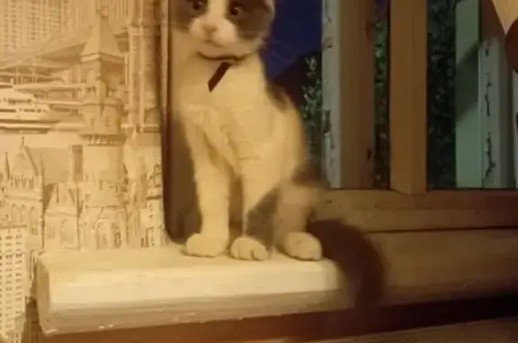 Найдена кошка на ул. Чернышевского, 28, Владимир