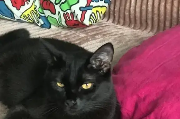 Объявления о пропавших и найденных животных, Москва, фото: Пропала кошка на Севанской улице, 19 к1, Москва.