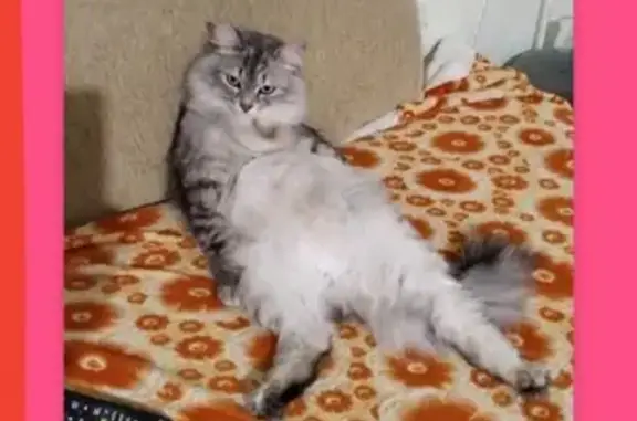 Кошки потеряшки, село Толгоболь, фото: Потеряшка кот Пушистый на Школьной улице, Толгоболь