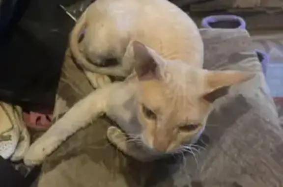 Кошки потеряшки, Новосибирск, фото: Потеряшка кошка на ул. Карпинского, 1 в Новосибирске