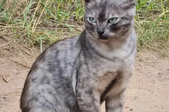 Найден молодой кот в районе Шумейки, контакты в тексте