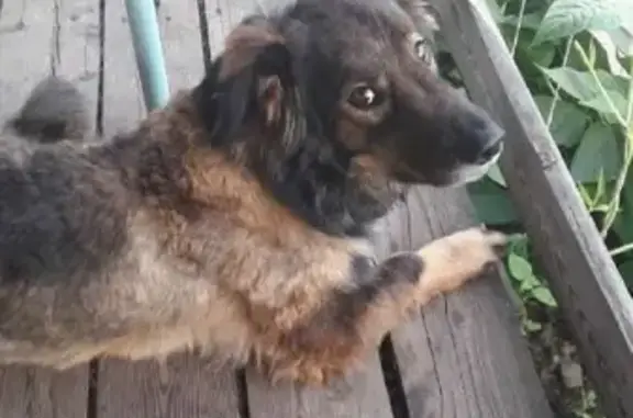 Пропала собака Боня в районе Нового Мира, тел. 89142043182, Комсомольск-на-Амуре.