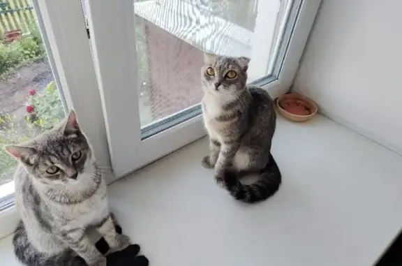 Кошки потеряшки, Стрехнино, фото: Потеряшка кошка Луша, ул. 70 лет Октября, 1, Стрехнино