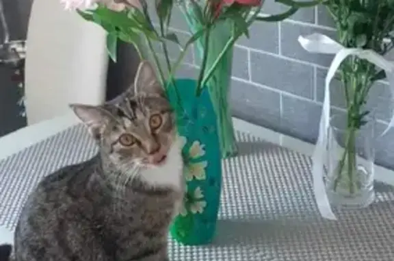 Пропала кошка Мося на Игнатьевском шоссе, вознаграждение за находку