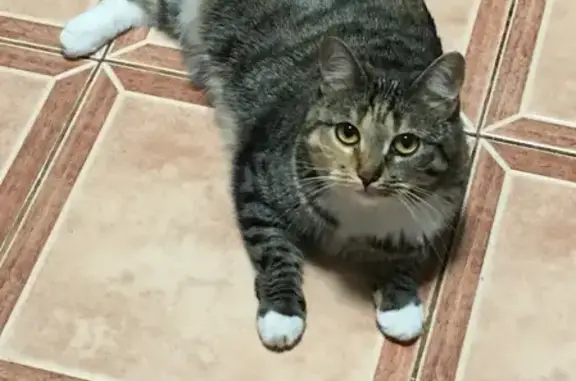 Объявления о пропавших и найденных животных, Москва, фото: Пропала кошка возле метро Орехово, найдена по адресу Шипиловский проезд 41к1