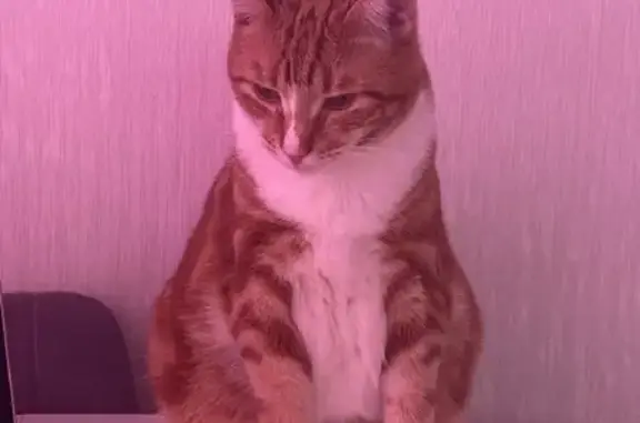 Кошки потеряшки, Москва, фото: Потеряшка кошка без хвоста на Ремизова, Москва