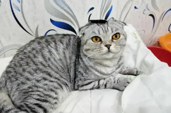 Объявления о пропавших и найденных животных, городской округ Богданович, фото: Пропала кошка Милка на Рокицанской, 19