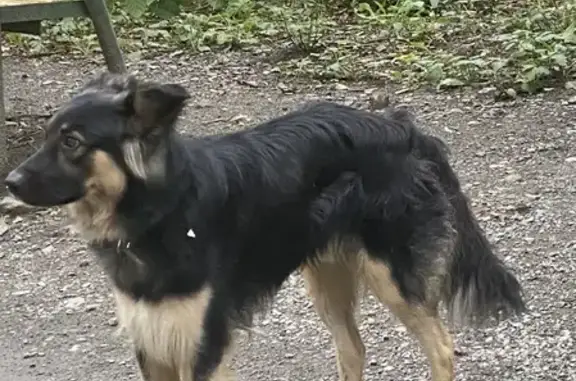 Найден пёс с ошейником во Владивостоке