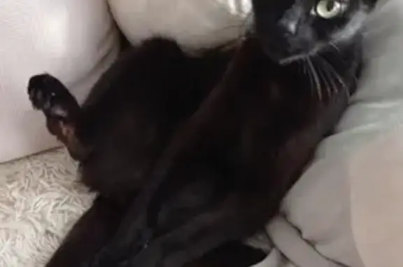 Кошки потеряшки, Санкт-Петербург, фото: Потеряшка кошка Цири на Белградской, СПб