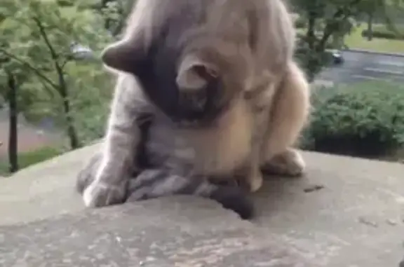 Кошки потеряшки, Санкт-Петербург, фото: Потеряшка пушистая кошка на Московском проспекте, 79