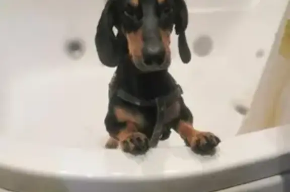 Потерянные животные Анапа, фото: Пропала собака Такса в Анапе, адрес: Объездная улица, 10