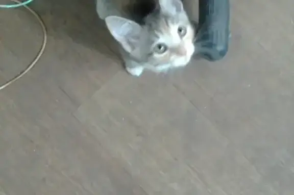 Найденные животные Нижний Новгород, фото: Найдена кошка на пр. Октября, 25 в Н.Новгороде