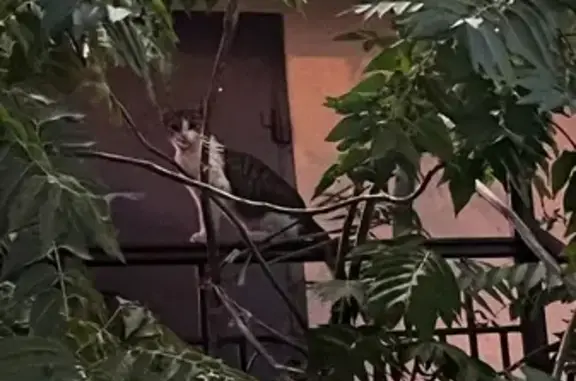Найдена кошка на Кубанской улице в Астрахани