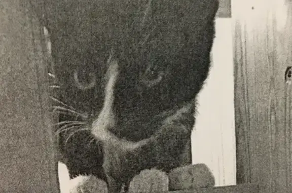 Кошки потеряшки, Фролы, фото: Потеряшка кошка на Весенней, 6 в Фролах!