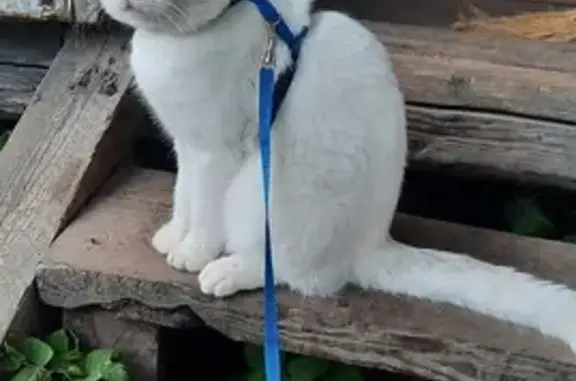 Пропала бело-рыжая кошка с синей шлейкой в Ленинградской области