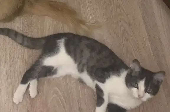 Кошки потеряшки, Москва, фото: Потеряшка кошка Мурка на ул. Гончарова, Москва