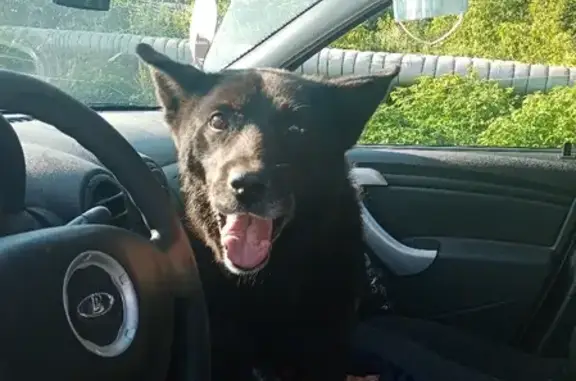 Найдена собака на дороге Ижевск - Сарапул