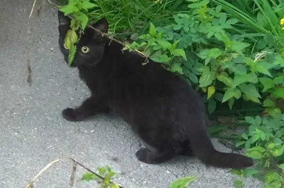 Найдена кошка возле дома на улице Елизаровых, 68 в Томске