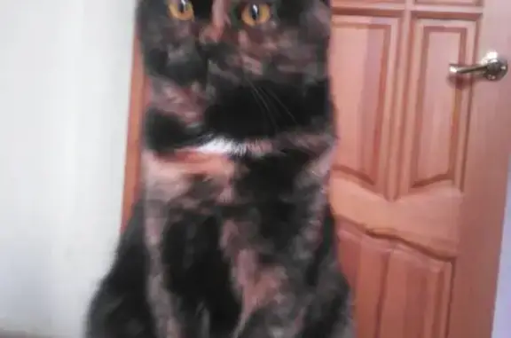 Кошки потеряшки, Санкт-Петербург, фото: Потеряшка кошка Моника на Шатланке, Шпб, Шлиссельбургский пр-т, 8 к1