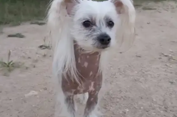 Найдена собака, Московская область, фото: Найдена китайская хохлатая собака на ул. Дубки-2, СНТ Калина