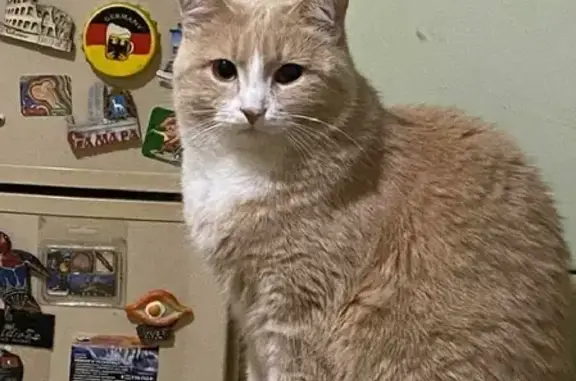 Кошки потеряшки, Москва, фото: Потеряшка кошка Нюша, Чусовская ул. 11 к4, Москва