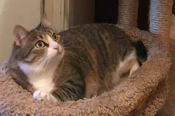 Кошки потеряшки, Санкт-Петербург, фото: Потеряшка кошка на аллее Поликарпова, СПб (3к1)