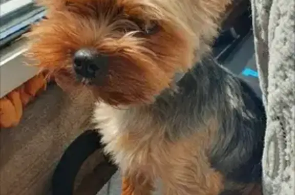 Пропала собака в Новлянском, Московская область