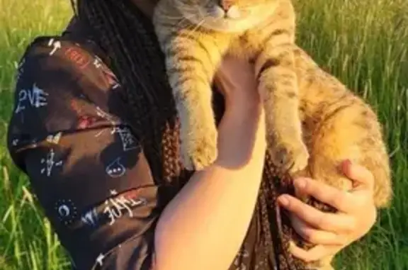 Кошки потеряшки, Санкт-Петербург, фото: Потеряшка кошка Шанти возле Петергофского шоссе, вознаграждение 30 000.