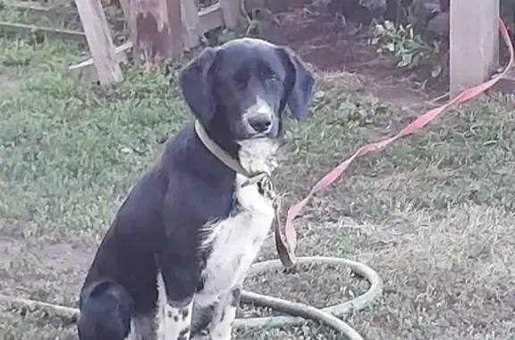 Найдена собака, Шахи, фото: Собака на улице 40 лет Победы, Шахи.