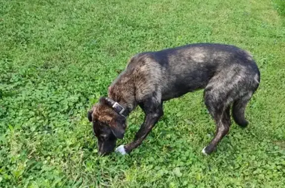 Найдена молодая собака с ошейником в Чудиново, Московская область