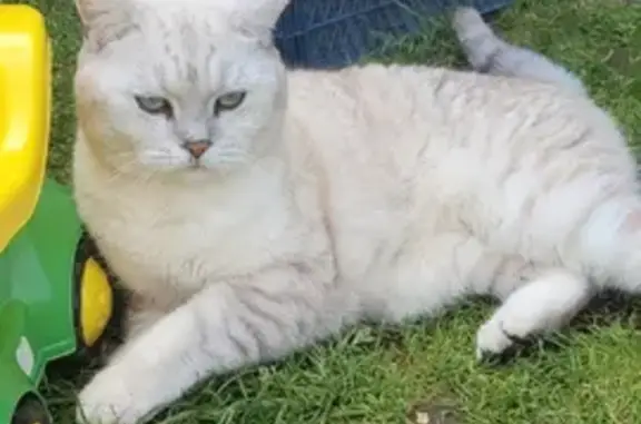 Найдена кошка, Москва, фото: Найдена кошка с голубыми глазами в СНТ Мичуринец-3